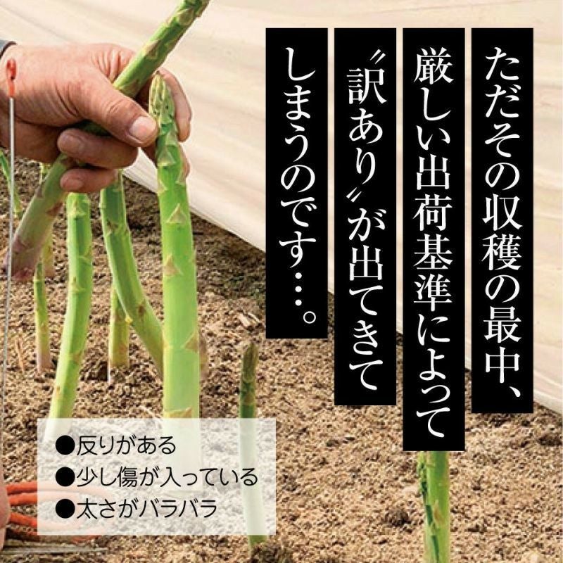 北海道産 朝摘み夏アスパラ 〈家庭用訳あり〉 1kg前後 (サイズ無選別