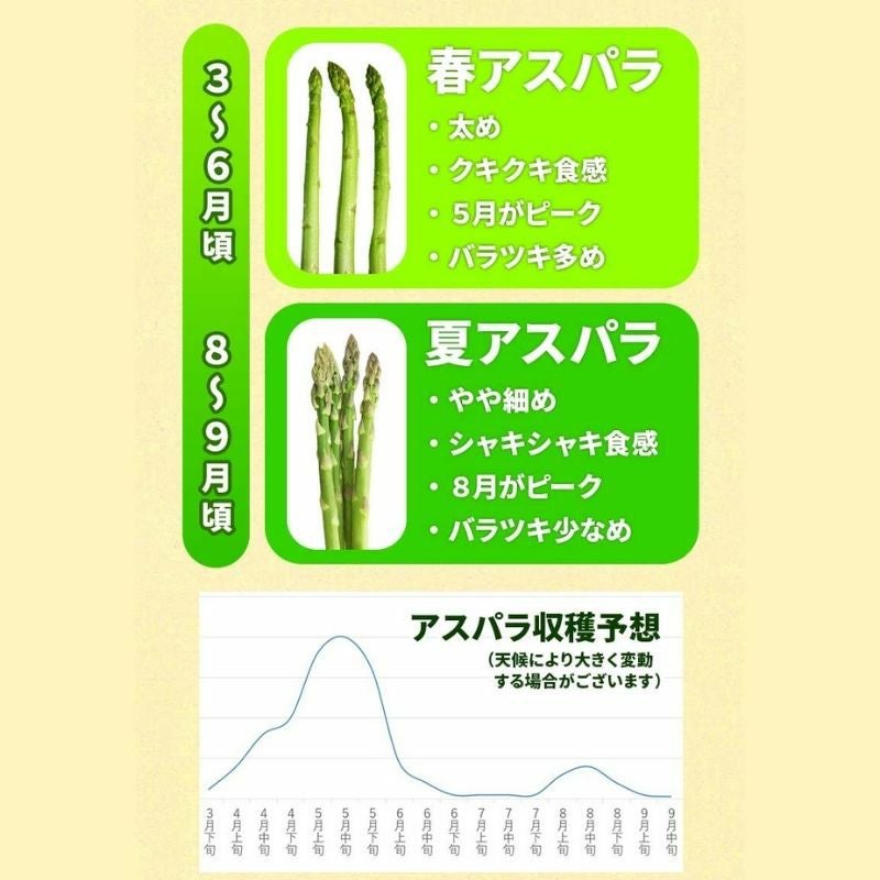 北海道産 朝摘み夏アスパラ 〈家庭用訳あり〉 1kg前後 (サイズ無選別