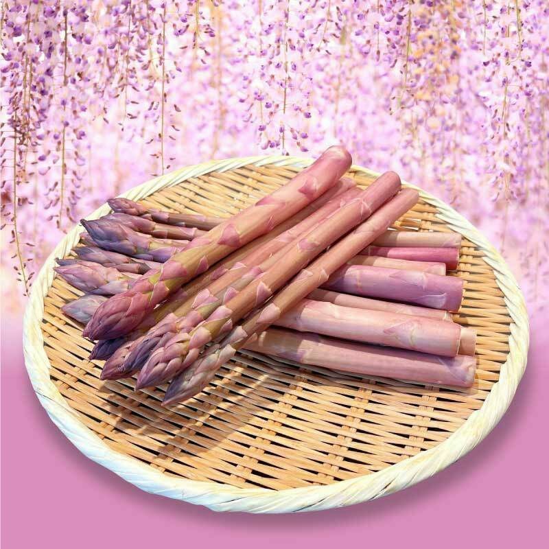 限定70セット】北海道産 紅藤アスパラ (べにふじ) 1kg前後（M～2L混合
