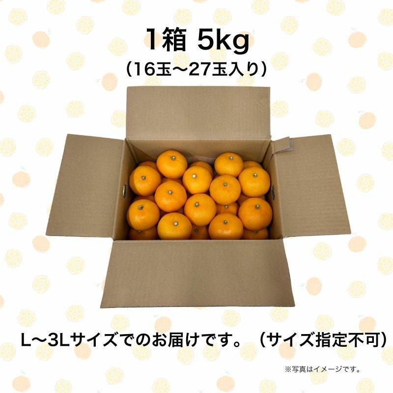 愛媛県産 せとか みかん 5kg前後 家庭用訳あり L～3Lサイズ（約16～27