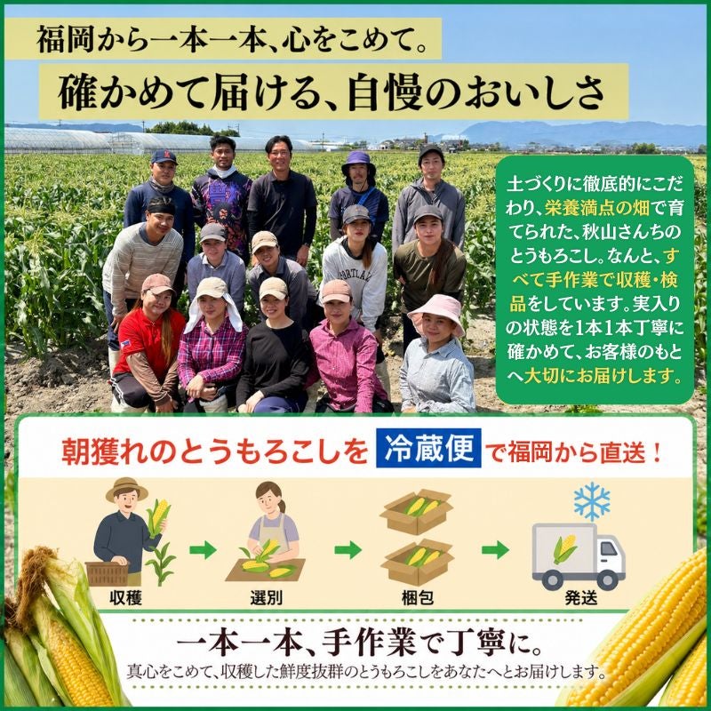 福岡県産 秋山さんちの極甘とうもろこし〈ゴールドラッシュ〉 大サイズ