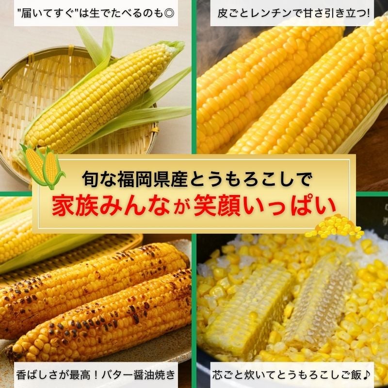 福岡県産 秋山さんちの極甘とうもろこし〈ゴールドラッシュ〉 大サイズ