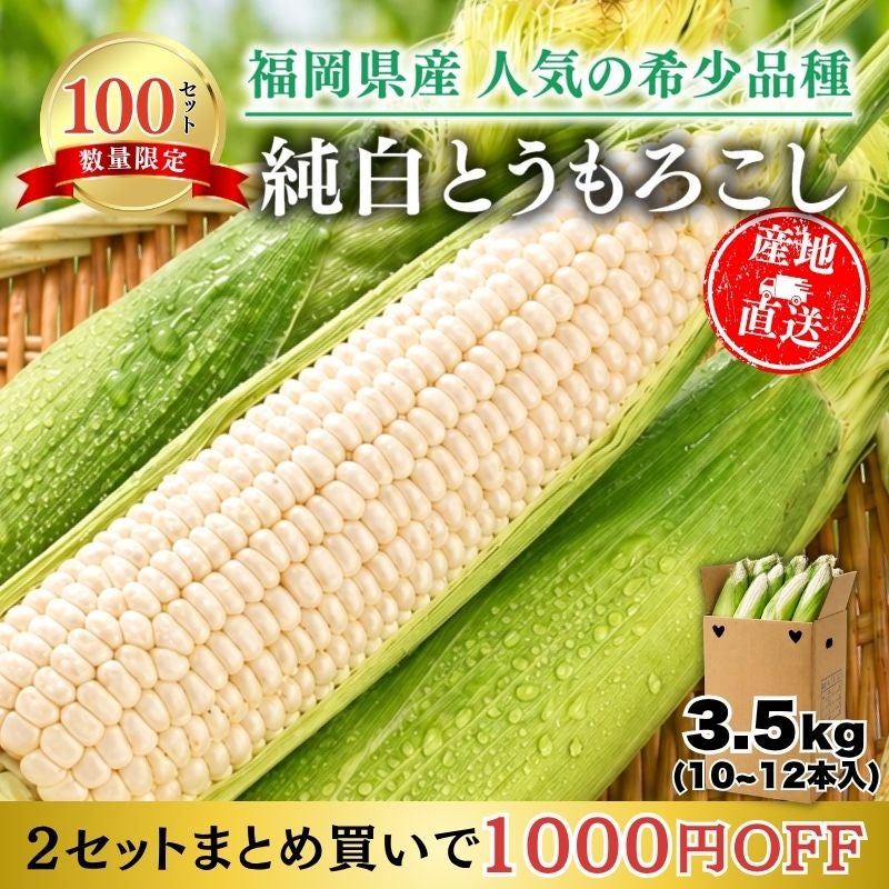限定100セット】 福岡県産 純白とうもろこし 大サイズ10～12本セット