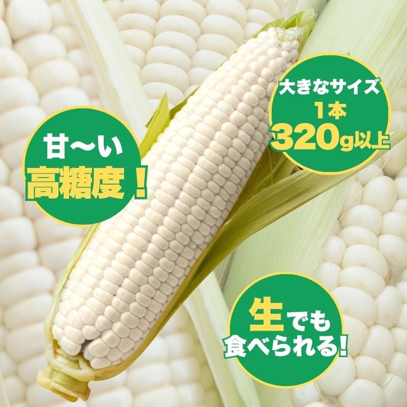 限定100セット】 福岡県産 純白とうもろこし 大サイズ10～12本セット