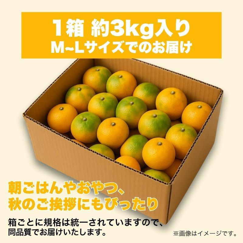 限定300セット】熊本県産 坂本さんちの 早生みかん（わせ） 3kg前後 M