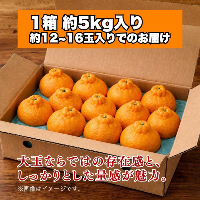 限定100セット】熊本県産 坂本さんちの不知火（しらぬい） 秀品 5kg