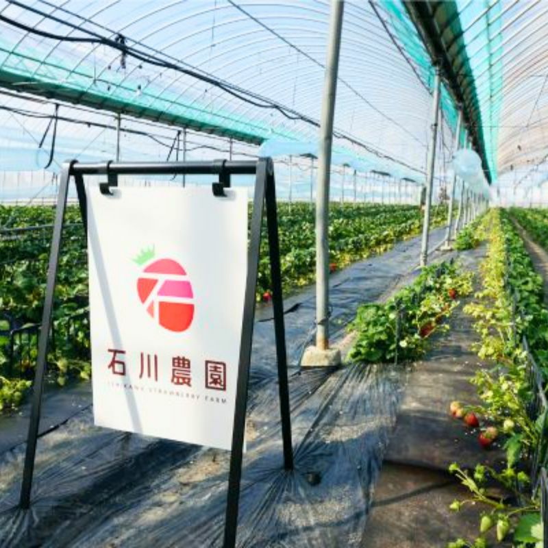 限定50セット】福岡県産 綾美姫（あやみひめ）DX平詰め 計540g（2