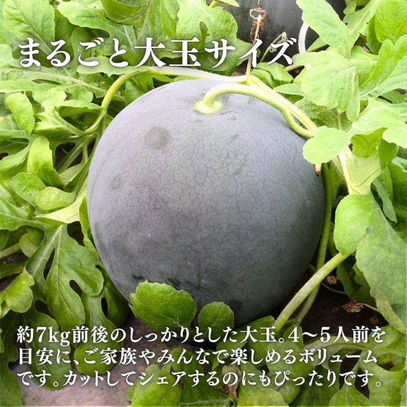 限定100玉】 熊本県産 坂本さんちの黒皮すいか 「ブラックジャック」 1