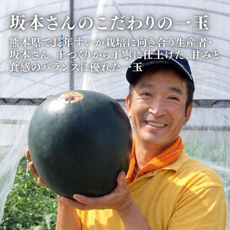 限定100玉】 熊本県産 坂本さんちの黒皮すいか 「ブラックジャック」 1