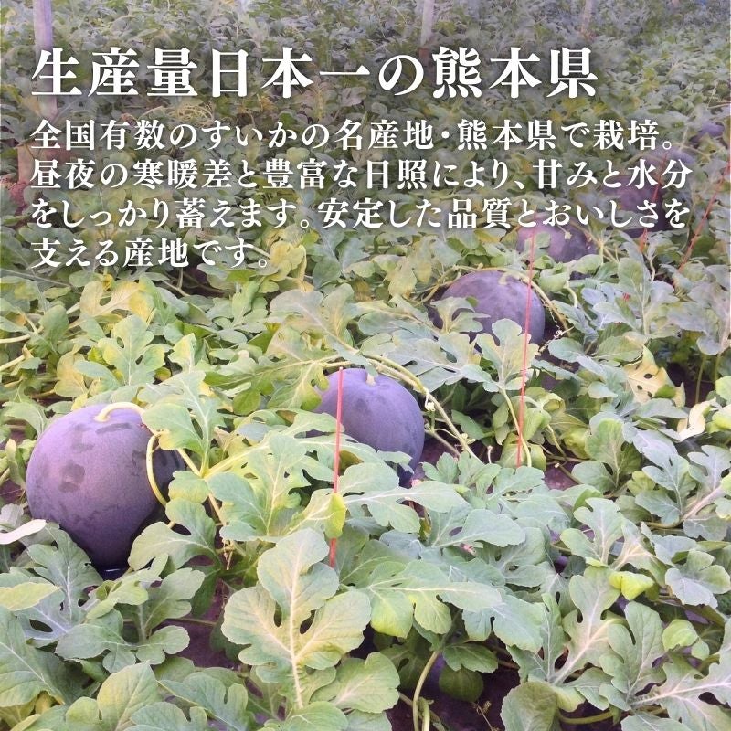 限定100玉】 熊本県産 坂本さんちの黒皮すいか 「ブラックジャック」 1