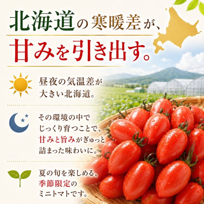 限定150セット】北海道産 シュガープラム ミニトマト 約1kg（70～90粒